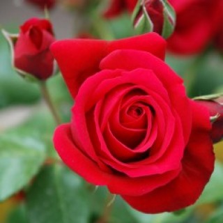 TINH DẦU HOA HỒNG LOẠI 1 (ROSE)